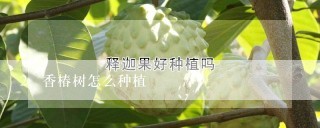 香椿树怎么种植