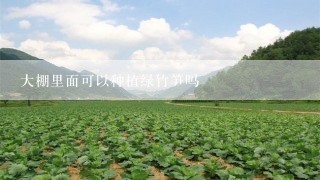 大棚里面可以种植绿竹笋吗