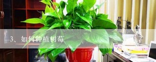 如何种植树莓