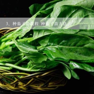 种茄子苗教程 种茄子苗方法