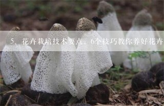 花卉栽培技术要点，6个技巧教你养好花卉