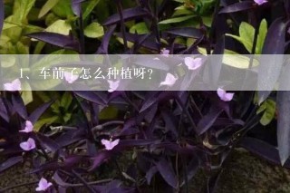 车前子怎么种植呀？