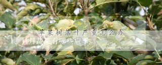 11月蔬菜有哪些应季