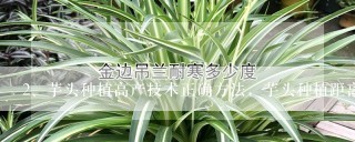 芋头种植高产技术正确方法，芋头种植距离和深度