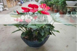 玉米怎么种植才会高产？