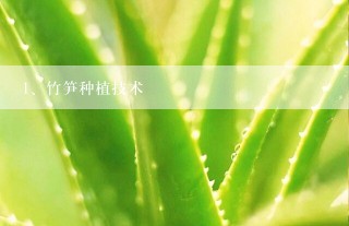 竹笋种植技术