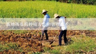 露地西瓜的种植方法和管理技术