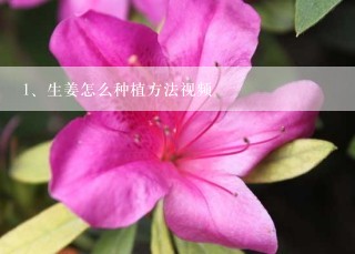 生姜怎么种植方法视频