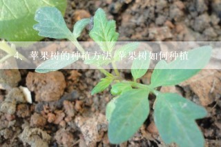 苹果树的种植方法 苹果树如何种植