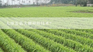 大球盖菇大棚种植技术？