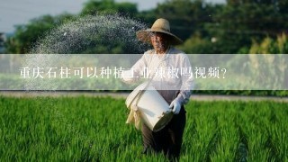 重庆石柱可以种植工业辣椒吗视频？