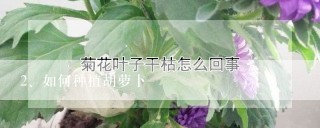 如何种植胡萝卜