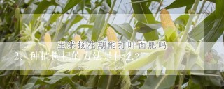 种植枸杞的方法是什么？