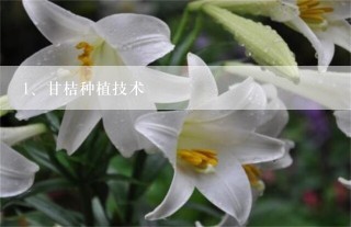 甘桔种植技术