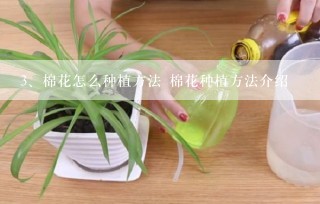 棉花怎么种植方法 棉花种植方法介绍