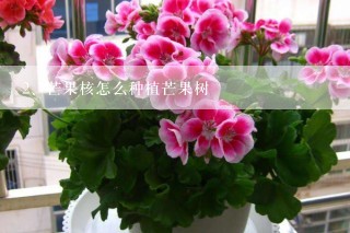 芒果核怎么种植芒果树