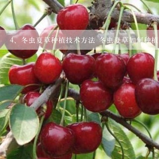 冬虫夏草种植技术方法 冬虫夏草如何种植