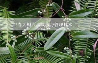 早春大棚西瓜栽培与管理技术