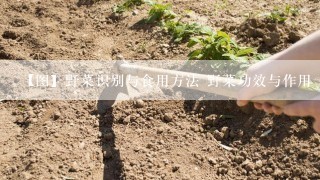 【图】野菜识别与食用方法 野菜功效与作用