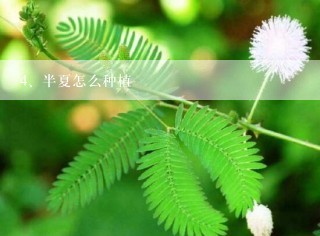 半夏怎么种植