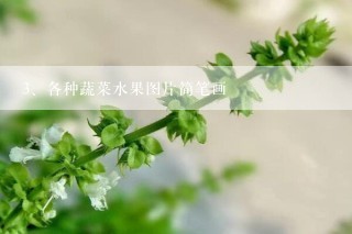 各种蔬菜水果图片简笔画