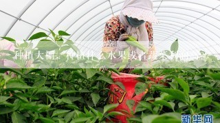 种植大棚，种植什么水果或者蔬菜利润高？