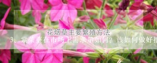 紫菜薹在市场上需求量如何？该如何做好播种育苗管理