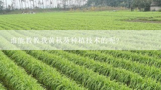 谁能教教我黄秋葵种植技术的呢？