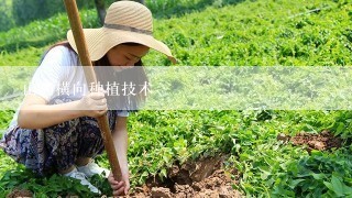 山药横向种植技术