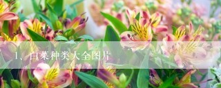 白菜种类大全图片