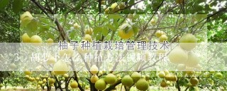 胡萝卜怎么种植方法视频教程