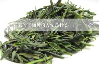 青菜的正确种植方法是什么