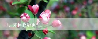 如何栽培蜜柚