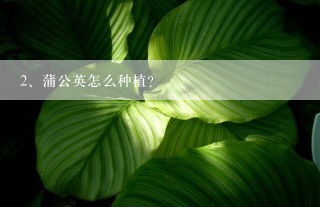 蒲公英怎么种植？