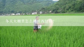 冬天大棚里怎么种植西红柿？