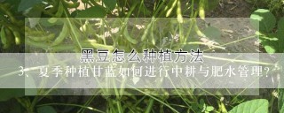 夏季种植甘蓝如何进行中耕与肥水管理？