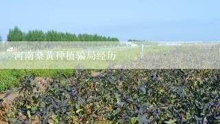 河南桑黄种植骗局经历