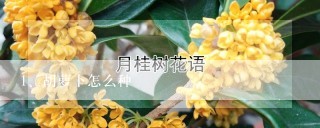 胡萝卜怎么种