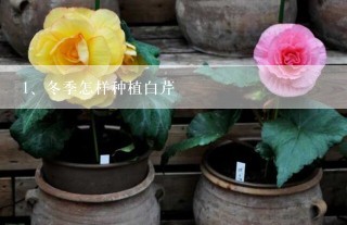 冬季怎样种植白芹