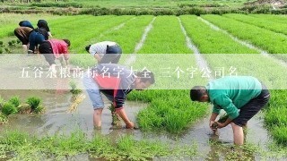 五谷杂粮商标名字大全 三个字公司名