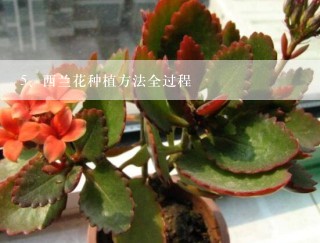 西兰花种植方法全过程