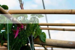 平菇种植大棚怎么建