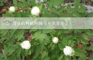 刀豆的种植时间与方法是什么？