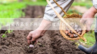 菠菜香菜零下两度至三度冻不死吧？