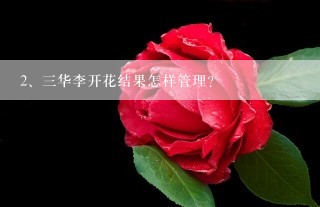 三华李开花结果怎样管理？