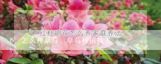 怎么种草莓，草莓种植技术