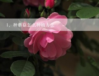 种蘑菇怎么种植方法