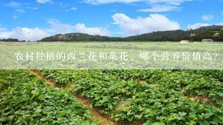 农村种植的西兰花和菜花，哪个营养价值高？为什么？