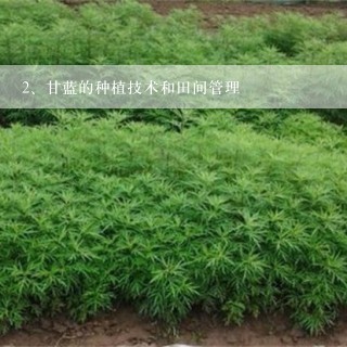 甘蓝的种植技术和田间管理