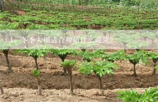 冬季大棚适合种植什么蔬菜？